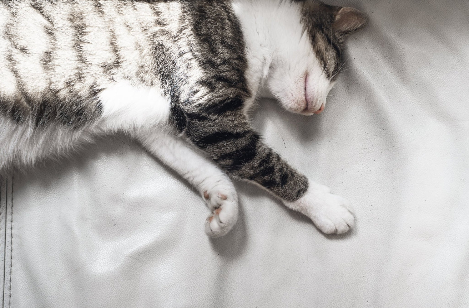 Cat Beds - One Oasis