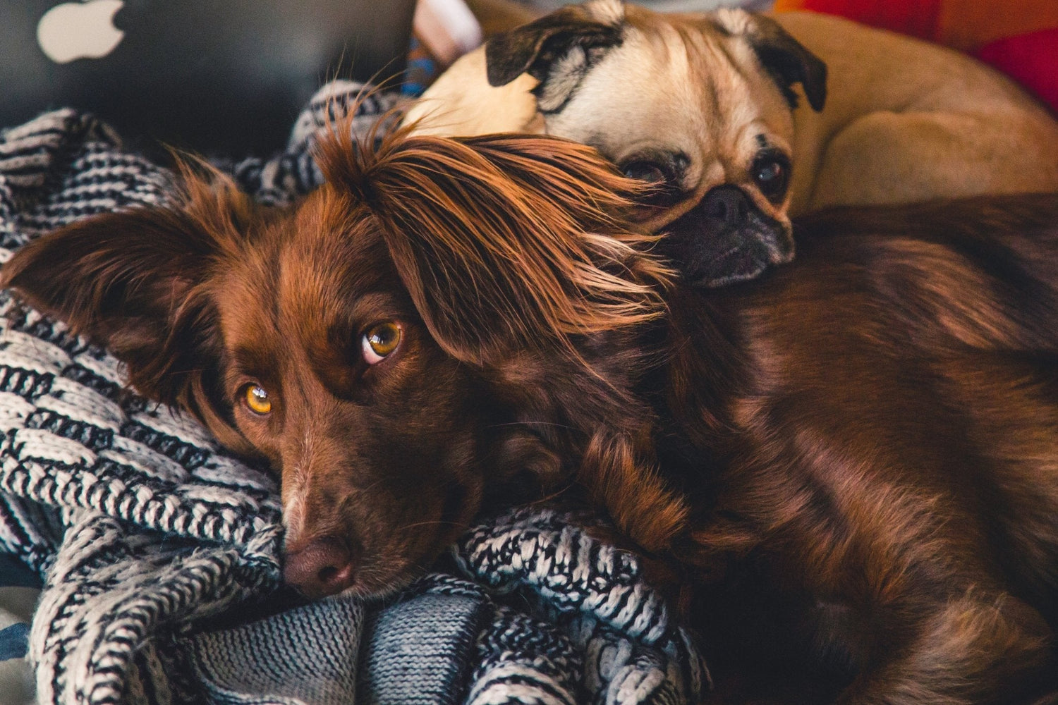 Dog Beds - One Oasis