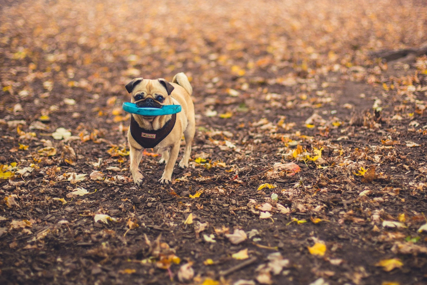 Dog Toys & Accessories - One Oasis