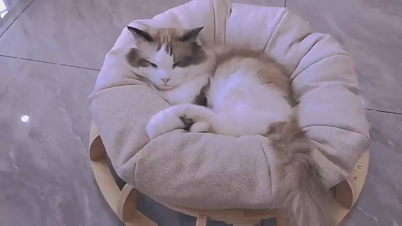 Timber Gyro Cat Nest Bed - One Oasis